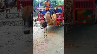 Funny cow video 😅😅 #funny #viral cow #funnyvideos #shorts