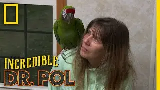 A Macaw With Loose Poop | The Incredible Dr. Pol