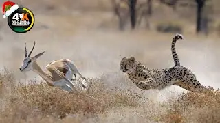 Wild Fight in Botswana | Botswana's Green Ecosystem | Africa's Deadliest | Wild Animal Documentary