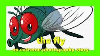 The Fly - an extreme macro photography story