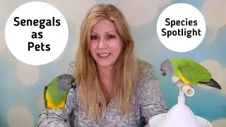 Senegal Parrots as Pets: Species Spotlight