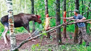 ЛОСЬ застрял рогами в дереве - ЧТО сделали люди ПОТРЯСАЕТ!