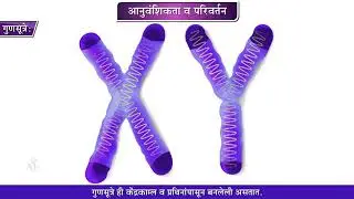 9th Science | Chapter#16 | Topic#02 | आनुवंशिकता | Marathi Medium