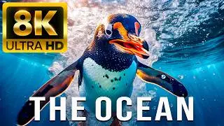 THE COLORS OF THE OCEAN 8K HDR (60FPS) - The Best 8K Sea Animals for Relaxation & Calming Music