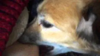 Собака 