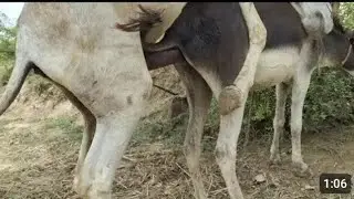 Brown donkey meeting hard with white donkey