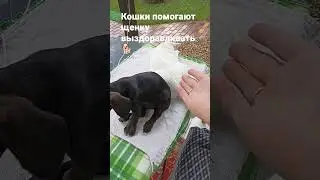 Кошки помогают щенку лечиться от коронавируса.