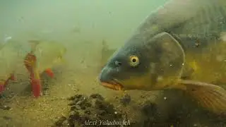 Fish Reaction on Groundbait!