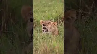 Lions Sleeping in Kenya! 🦁😴