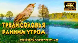 Трели Соловья Ранним Утром У Реки. Соловей Своим Пением Пробуждает Вибрации Души И Мы Отдыхаем.