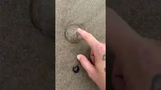 Rescuing 3 Cute Jellyfish (I Kissed One)