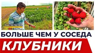 ПРИБАВЬ СВОЙ УРОЖАЙ КЛУБНИКИ! 