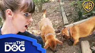 Dogs Left in the Garden All Day Don’t Know Their Own Names! | Warner Bros. TV