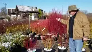 Lurvey Walk & Talk - Dogwood Shrubs