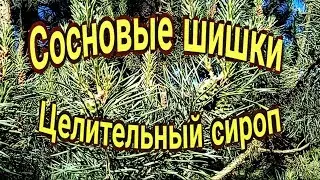 Сосновые шишки.  Целительный сироп.
