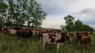 Курдючные барашки!!!