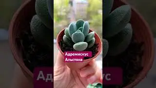 Суккуленты виды: Адромискус Альстона #суккуленты #адромискус #succulent #цветы