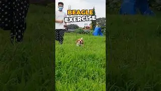 Ideal Beagle Exercise Routine You Must Follow! #beagle #beagles