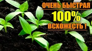 САМЫЙ НАДЕЖНЫЙ ПОСЕВ ПЕРЦА С БЫСТРОЙ 100% ВСХОЖЕСТЬЮ !