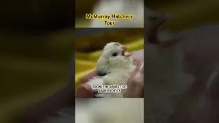 Behind the Scenes of 100 Year Old Chicken Hatchery with McMurray Hatchery