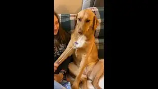 Dog Hilarious Reaction After Owner Stopped Scratching Her With Back Scratcher
