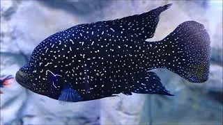 Starry Night Cichlid - Paratilapia Polleni 