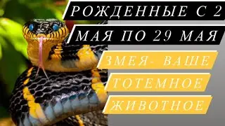 Рождённые с 2 мая по 29 мая- ваше тотемное животное ЗМЕЯ# тотемное животное по дате рождения#