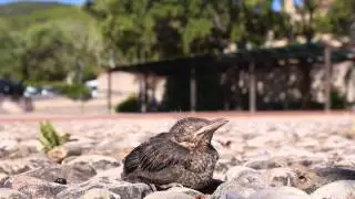 Amsel Nestling