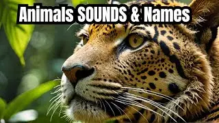 Real Animals Sounds With Videos and Names | Wild Animal Name in English for Children KIDS  Part 2