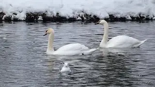 Лебединая пара зимует на Белом озере.