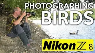 Photographing birds with my Nikon Z8 at Knypersley Reservoir