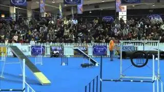 Dog sport, agility: German Shepherd Shandy in dog agility contest, South Africa