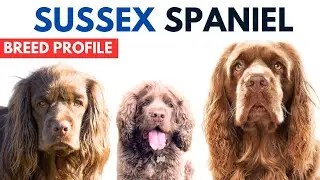 Sussex Spaniel Breed Profile History - Price - Traits - Sussex Spaniel Dog Grooming Needs - Lifespan