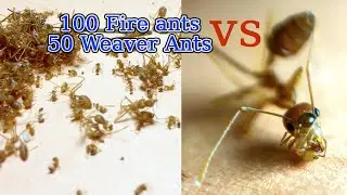 100 fire ants vs 50 weaver ants | AntsCambodia Ep 17