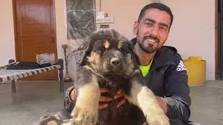 Dangerous Gaddi dog ne Chain Break krdi |Biggest Gaddi Dogs | cute gaddi puppies