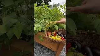 Garden harvest #gardenharvest #garden #growyourownfood #harvesting