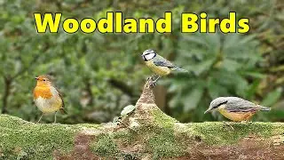 Birds in The Woods - Beautiful Extremely Satisfying Video of Woodland Birds