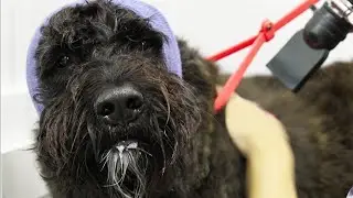 A huge beard and massive noggin | Bouvier des Flandres