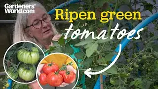 How to RIPEN GREEN TOMATOES | Expert tips for getting a BIGGER TOMATO HARVEST