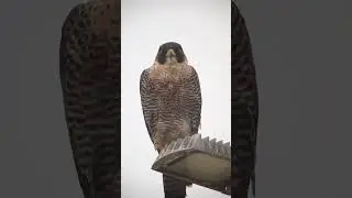 Peregrine, Celestron C90 telescope, Canon 250D.