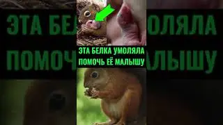 Эта Белка УМОЛЯЛА Девочку Помочь Ее Малышу 🥺