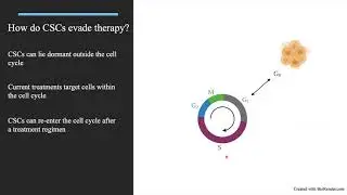 Cancer stem cells: the shapeshifters of cancer recurrence in the brain - with Dr Alina Finch