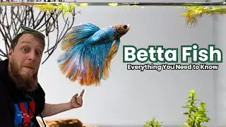 Betta Fish - EVERYTHING You Need to Know