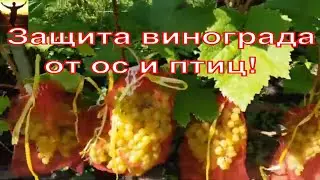 Как защитить виноград от ос? ТопСад.