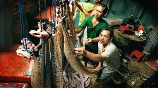 Amazing Cobra Snake Farming Technology-Snake Meat Processing-Penis Fish Meat Processing