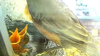 Lunch for the chicks and a bit of clean up...