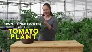 What It Means When a Tomato Flowers