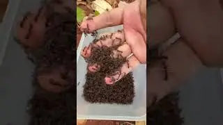 Cowman is bitten by bullet ants hurt so much 