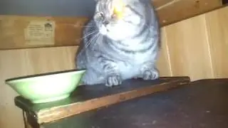 Бешеный Кот MARSIK
