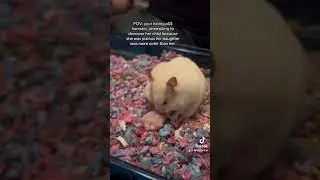 Hamster haterr #babyanimal #babyhamster #babypet #cute #hamster